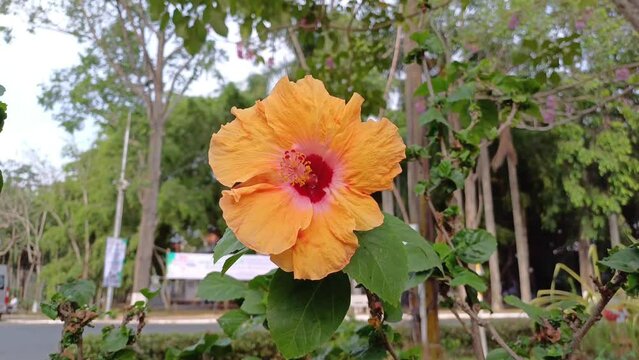 Orange hibiscus flower at beautiful in the nature, other names include hardy hibiscus, rose of sharon, and tropical hibiscus.