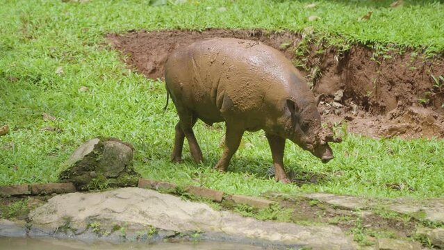 An Indonesian deer boar walks on the grass