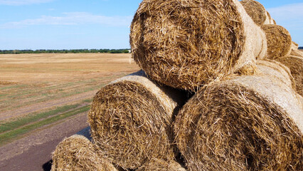 Many bales of straw in the field. Many bales rolls of wheat straw stacked together in field after harvest on summer day. Agricultural agro-industrial agrarian field. agribusiness. Aerial drone view.
