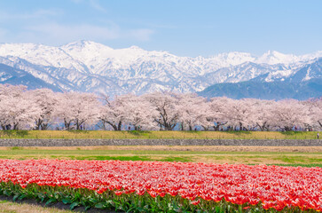 春の四重奏