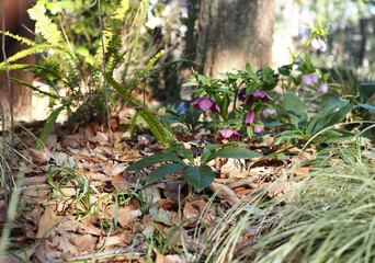 クリスマスローズ