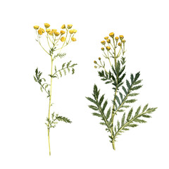 Fototapeta na wymiar watercolor drawing plants of tansy,cow bitter with green leaves and flowers, Tanacetum vulgare, isolated at white background, natural element, hand drawn botanical illustration
