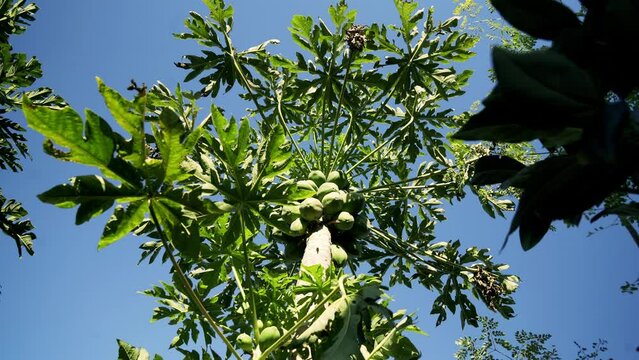 Nice shot of green papaya tree with a cluster of papaya's on the tree with blue sky nice summer weather