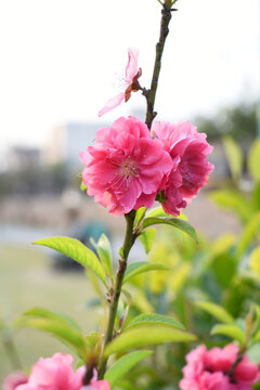 Peach blossom in spring, Flowering branch of peach closeup, Peach flower blooming in the garden, closeup of photo