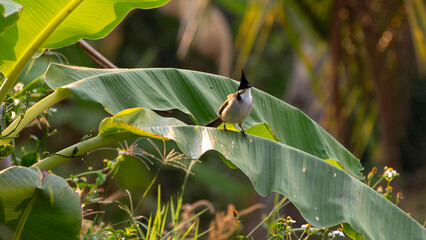 A bulbul bird perched on a banana leaf in a garden.