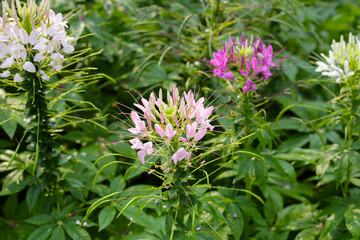Cleome spinosa flower in the park