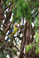 Picture of a beautiful swift parrot in Bruny Island, Tasmania. Amazing colorful bird, critically endangered. Yellow, red and blue feathers. Superb parrot in the wild, birdlife in Australia.