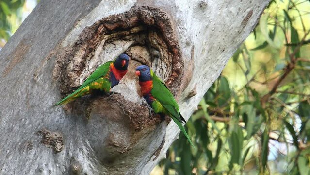 Two Australian adult Rainbow Lorikeets perched drinking water gum tree hollow preening each other