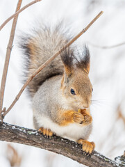 The squirrel with nut sits on tree in the winter or late autumn