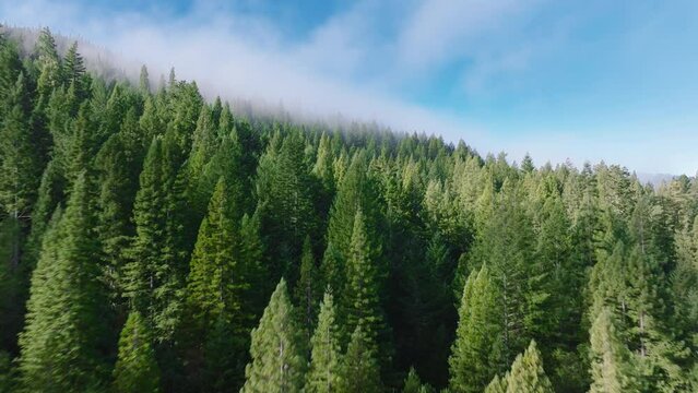 Drone flying of tree tops rising in morning mist, Redwood National and State Parks, California, USA. Panoramic shot of cloud formations drifting in sky over wild woods. Natural wallpaper, 4k footage 