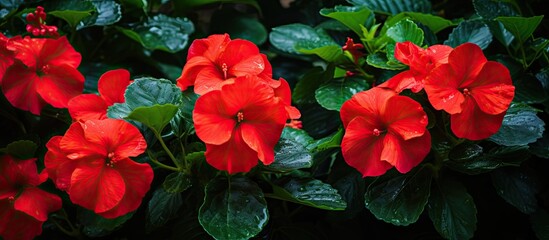 A cluster of red flowers blooming on a bush with lush green leaves. These terrestrial plants belong to the Rose family and are classified as annual flowering plants