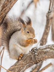 The squirrel with nut sits on tree in the winter or late autumn