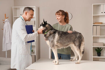 Owner brought her cute husky dog to veterinarian appointment in clinic - obrazy, fototapety, plakaty