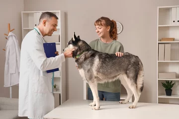 Zelfklevend Fotobehang Owner brought her cute husky dog to veterinarian appointment in clinic © Pixel-Shot