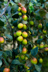 Ber or jujube, Indian plum, or apple ber is a sweet, slightly tart fruit