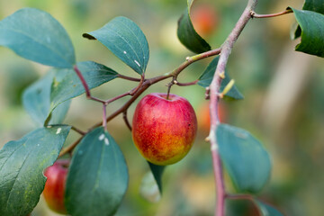 Indian jujube is grown for just a few niche markets, sweet fruit