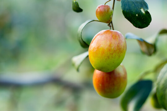 Ziziphus mauritiana, Jujube sweet fruit contains saponins and alkaloids