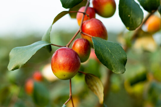 Jujube fruits or sweet apple kul, Ziziphus mauritiana have neuro-protective effects