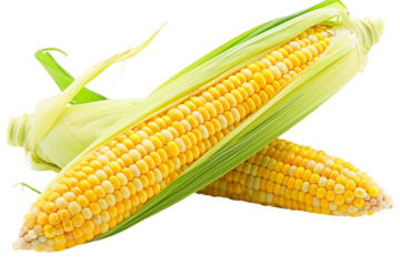 A fresh, yellow ear of corn with green husks, isolated on a background