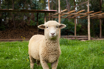 Portrait photograph of ram in a rustic field in Peru. Concept of animals.