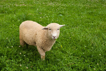 Naklejka na ściany i meble Portrait photograph of ram in a rustic field in Peru. Concept of animals.