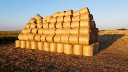 Dried cut straw in large round bales together on field after mowing and harvesting wheat at sunset and dawn. Flying over bales straw lying with long shadows on field. Large tall wall of straw bales.