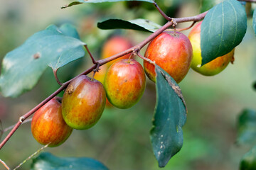 Jujube or Apple kul has been used for centuries in traditional Chinese medicine