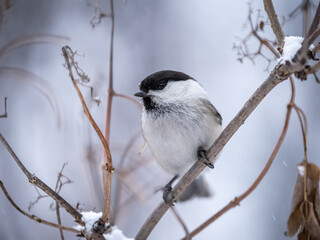 Fototapeta premium Cute bird the willow tit, song bird sitting on a branch without leaves in the winter.