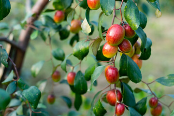 The plum fruit, and bark of jujube have been used in traditional medicine
