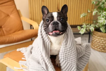 Behang Cute French Bulldog with plaid at home at home © Pixel-Shot