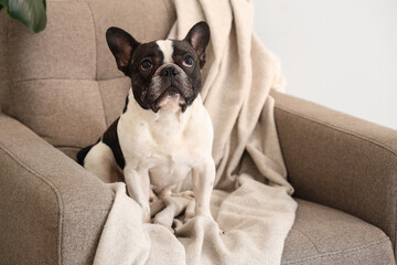 Cute French Bulldog at home - obrazy, fototapety, plakaty