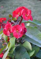 Red Euphorbia Milii flower blooming in the garden, Blooming Euphorbia milii, red flowers closeup shot