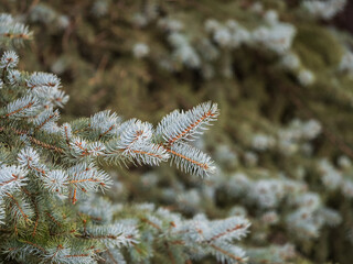 Fir branch with needles in the sunset light