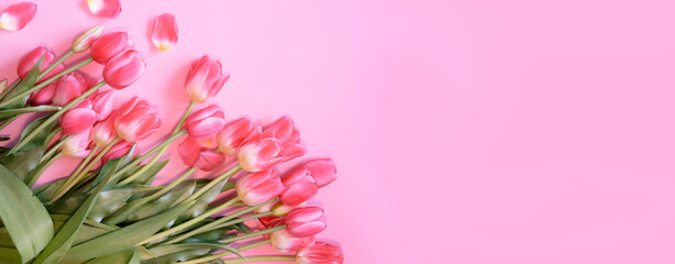 Banner. Bouquet of pink tulips on pink background, top view. Mother's Day, Valentine's Day. Birthday celebration concept. Greeting card