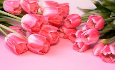 Bouquet of pink tulips on pink background, top view. Mother's Day, Valentine's Day. Birthday celebration concept. Greeting card