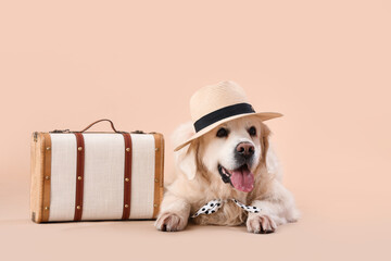 Cute Labrador dog in hat with bag lying on beige background