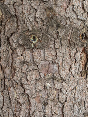 Bark texture and background of a old fir tree trunk. Detailed bark texture. Natural background