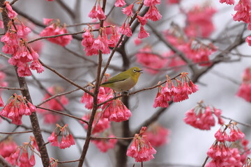 Japanese White-eye singing with early-blooming cherry blossoms