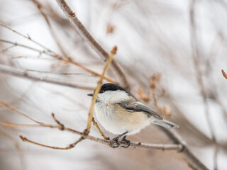 Cute bird the willow tit, song bird sitting on a branch without leaves in the winter.