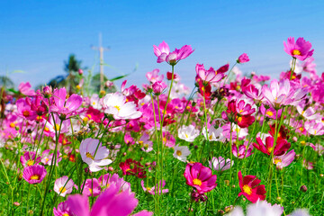 Fototapeta premium Beautiful colorful flower garden.