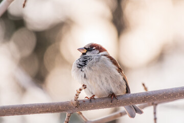 Sparrow sits on a branch without leaves.