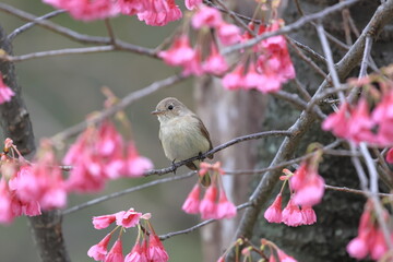 Red-breasted Flycatcher singing in the cherry tree named Kanhizakura