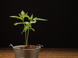 Cannabis seedling in pot on wooden table and black background.