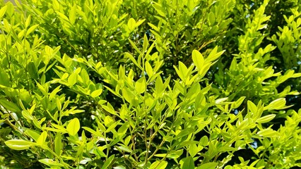 Diospyros buxifolia (Blume) Hiern
