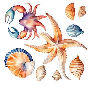 Set of watercolor seashells and crab. Hand drawn illustration