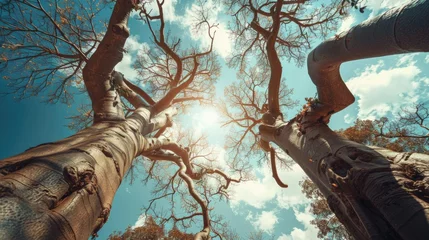 Foto op Canvas Branches of a large baobab tree, bottom view. © Дмитрий Баронин