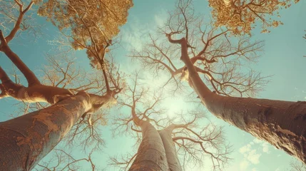 Schilderijen op glas Branches of a large baobab tree, bottom view. © Дмитрий Баронин
