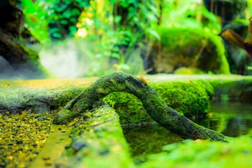 Obraz premium Small streams with cool steam In the cool garden