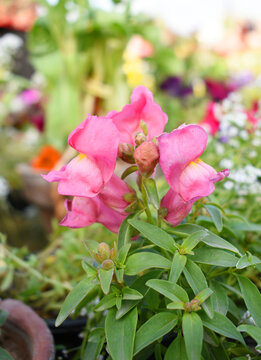 pink stock flower in garden closeup shot,  Matthiola incana flower, stock flowers, cut flowers in nursery, Stock of flowers, Flower of Stock