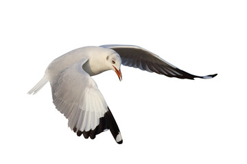Beautiful flying seagull isolated on transparent background png file	